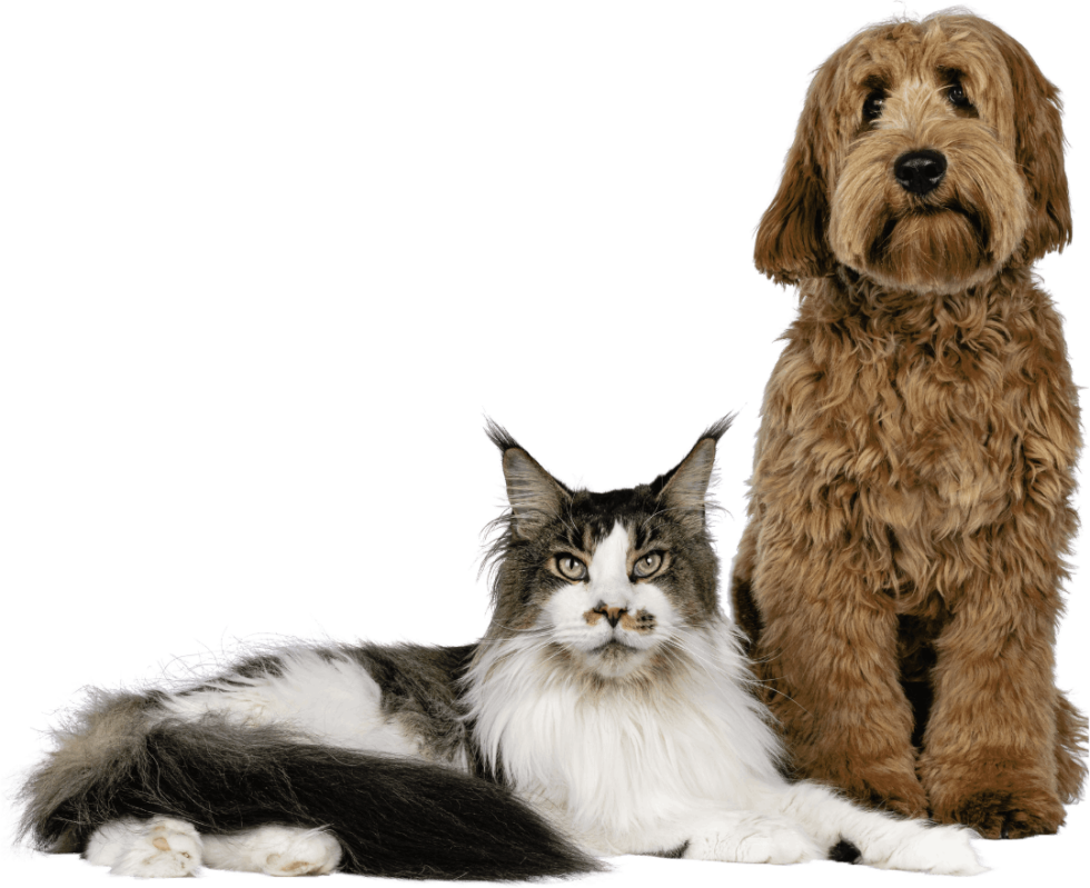 Veterinarian In Lexington, SC 29073 The Pet Space Veterinary Hospital