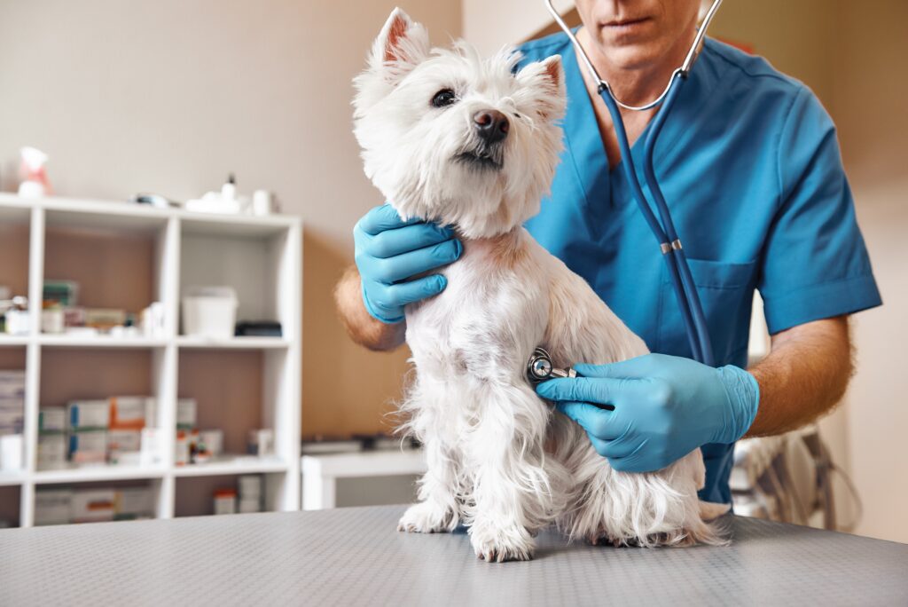 The Benefits Of Regular Pet CheckUps The Pet Space Veterinary Hospital