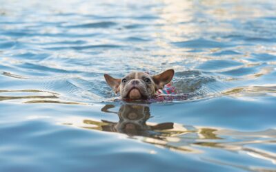 Five Tips for Safe Swimming Practices With Your Pet