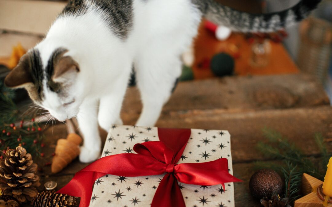 White cat checking out a Christmas gift