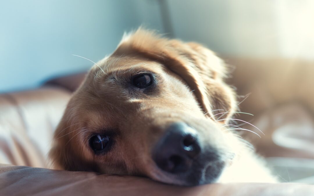 Golden retriever lying on the floor